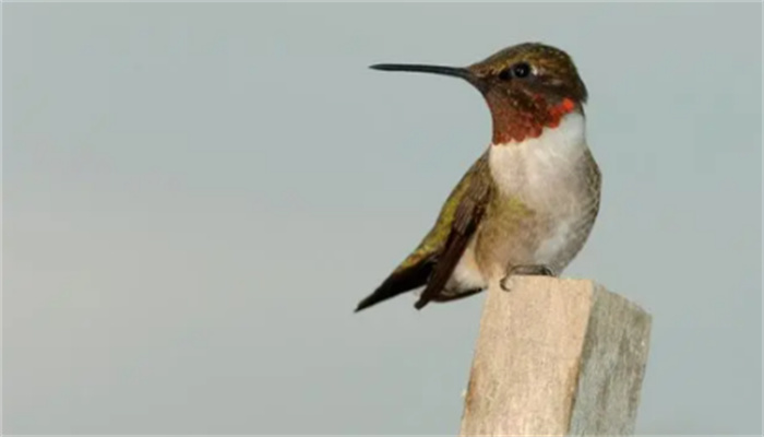 世界上最小候鸟的有趣事实  你可能听过一些