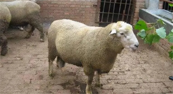 世界上十大最昂贵的羊  刀郎羊第一