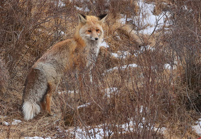 世界上最大的狐狸 分布范围非常广（赤狐）