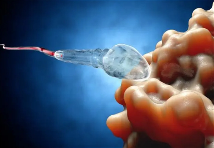 人类的卵子也有偏好 科学家发现精子的秘密（精卵结合）
