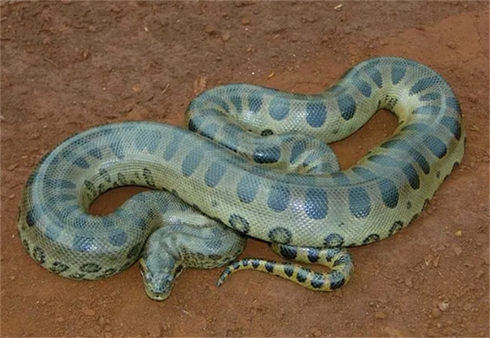 世界十大最长的蛇