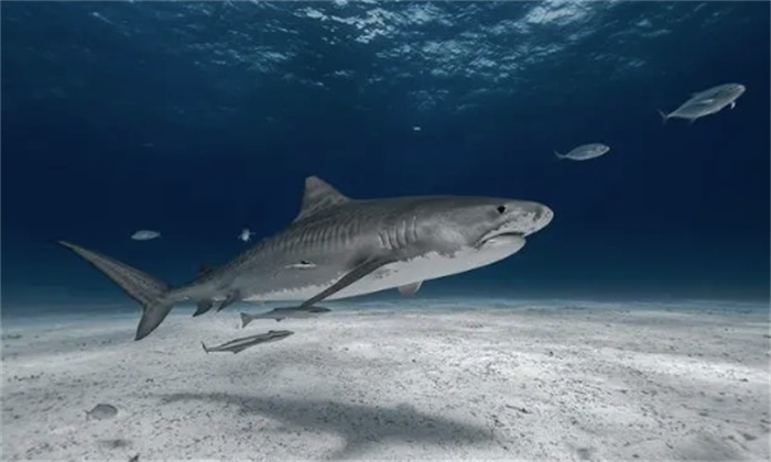 世界十大最凶猛的鲨鱼排名