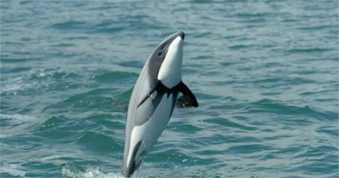 世界十大濒危海豚排名