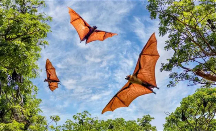 世界十大巨型蝙蝠排名