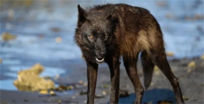 世界十大最凶猛的狼  狼的战斗力排名