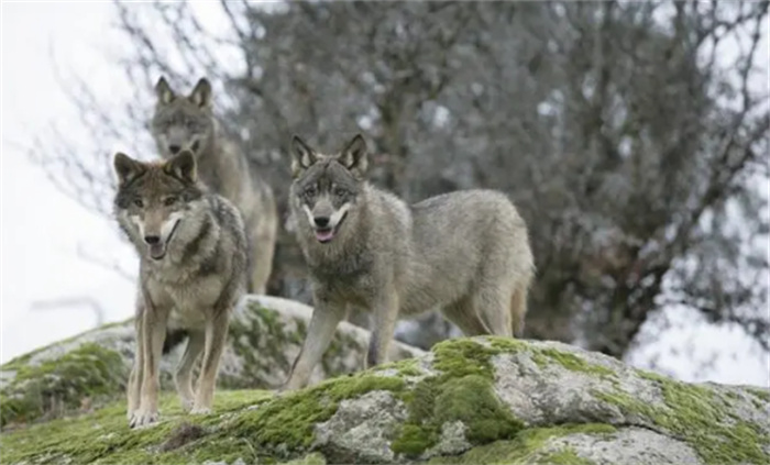 世界十大最凶猛的狼  狼的战斗力排名