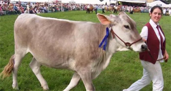 世界十大奶牛的产量排名