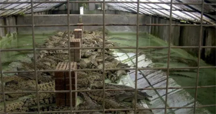 自家养殖场三千多只鳄鱼  突然同时繁殖  直升机飞过引起的