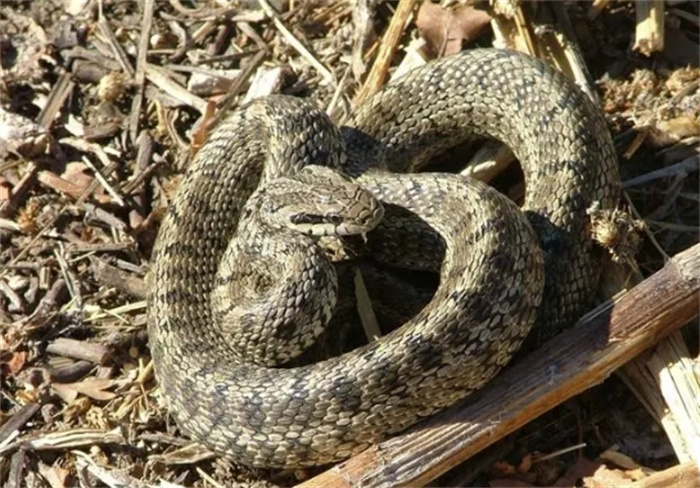国内最常见十大蛇类排名