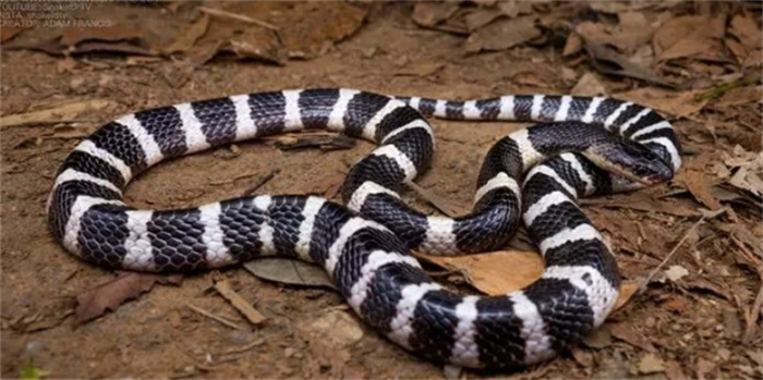 国内最常见十大蛇类排名