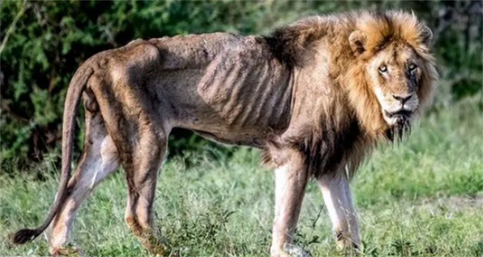 为什么说只有饿死的狮子而没有饿死的老虎  两者的晚年有何不同