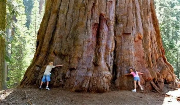 年迈的树会怎么样  最古老的树已活了5000多岁  它为何如此长寿