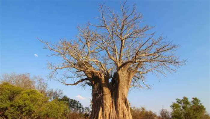 年迈的树会怎么样  最古老的树已活了5000多岁  它为何如此长寿
