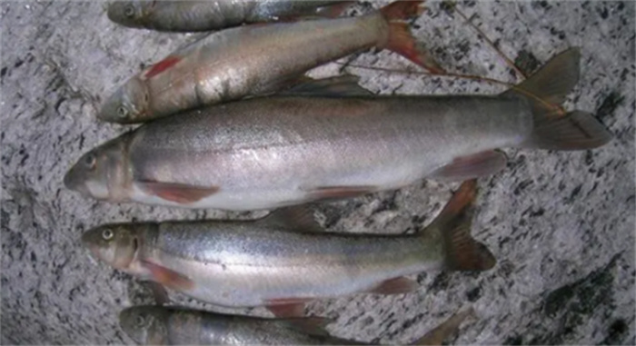 国内十大名贵淡水鱼排名  鱼类珍品人间美味