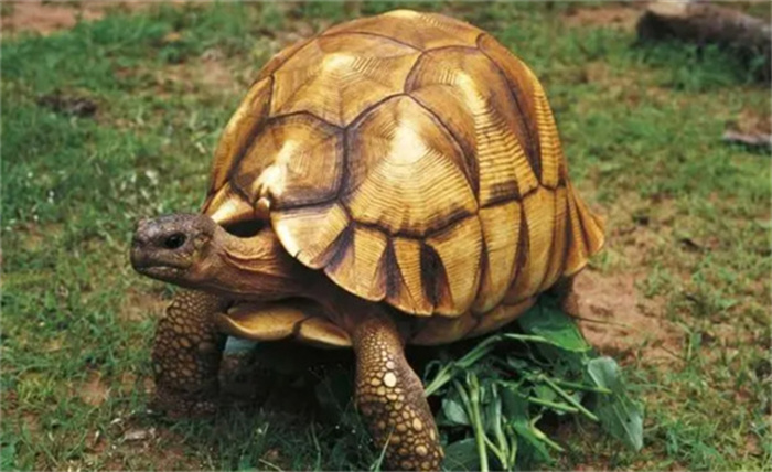 世界十大最贵龟类排名，榜首等同会移动的金元宝