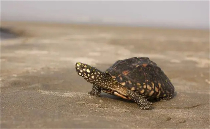 世界十大最贵龟类排名，榜首等同会移动的金元宝