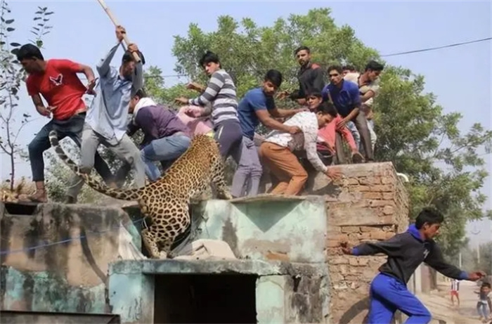 野生豹子与人共存是什么体验？全球豹密度最高的地方是印度孟买市