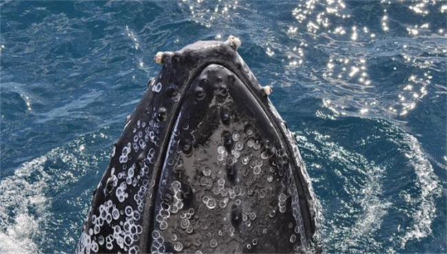 鲸鱼身上的藤壶和鲸虱会让鲸鱼痒吗  鲸鱼要如何挠痒痒呢
