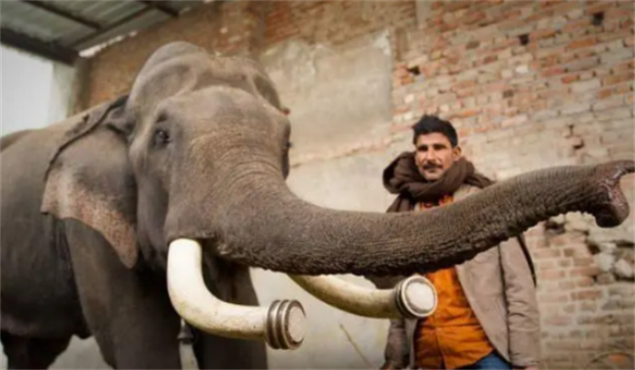 为什么一定要杀死大象  象牙不能从老死的大象身上取吗