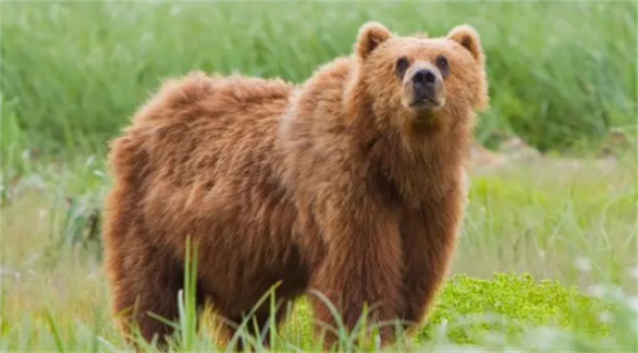 史上十大凶猛熊类排名  陆地上的强者
