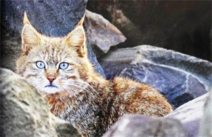 达古冰川发现荒漠猫 四川达古冰川地区首次发现荒漠猫