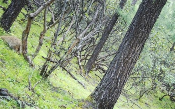 达古冰川发现荒漠猫 四川达古冰川地区首次发现荒漠猫