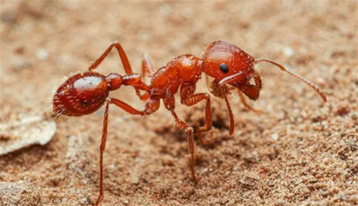 世界十大最毒蚂蚁排名  什么蚂蚁的毒性最强