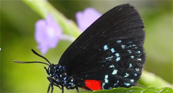 世界上最毒的10种蝴蝶  剧毒蝴蝶毒性排名