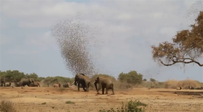 20万只麻雀攻击大象会怎样  非洲“流氓鸟”群殴大象  也让人头疼