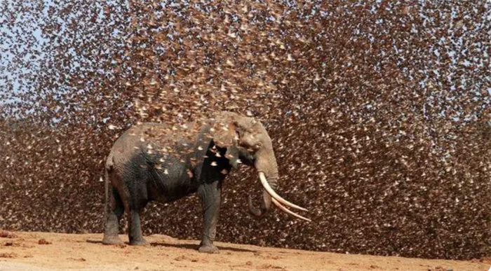 20万只麻雀攻击大象会怎样  非洲“流氓鸟”群殴大象  也让人头疼