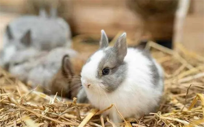 世界十大名贵兔子品种