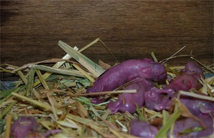 3只兔子7个月繁殖近百只！为何兔子繁殖速度这么快却少有人养？