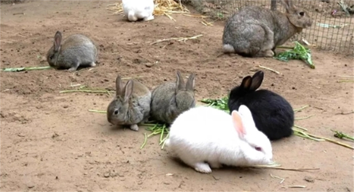 3只兔子7个月繁殖近百只！为何兔子繁殖速度这么快却少有人养？