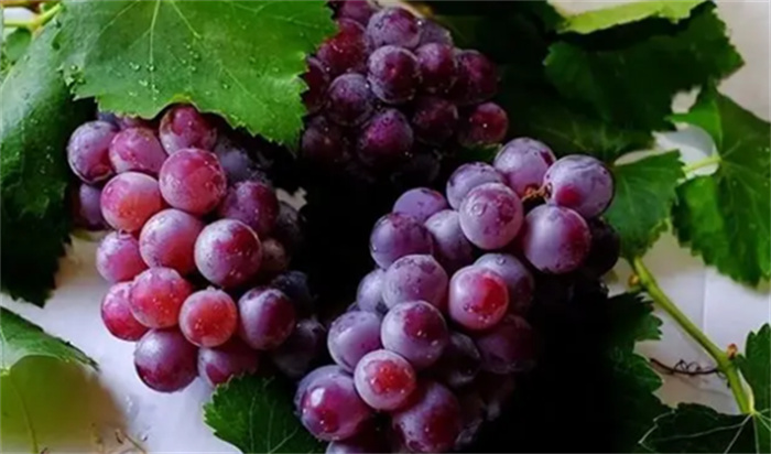 科学家发现葡萄的力量 居然可以影响健康（食用水果）