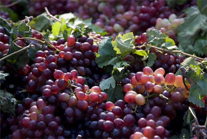 科学家发现葡萄的力量 居然可以影响健康（食用水果）