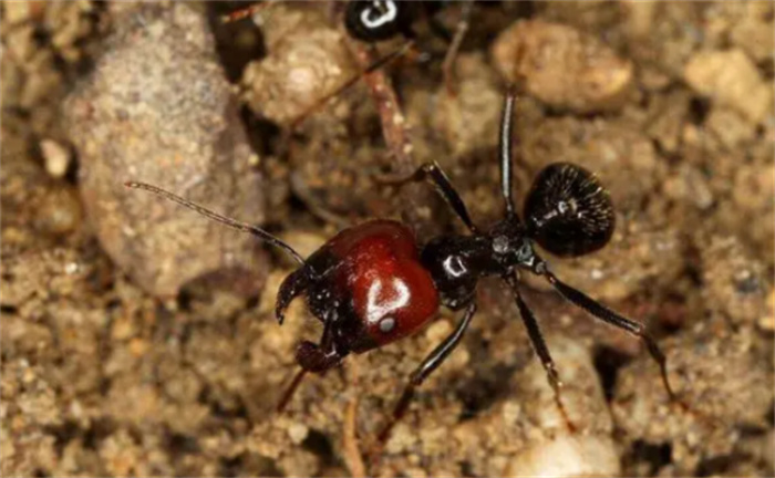 又是蚂蚁  海关截获300只活体蚂蚁  为何国外老向中国寄活蚂蚁