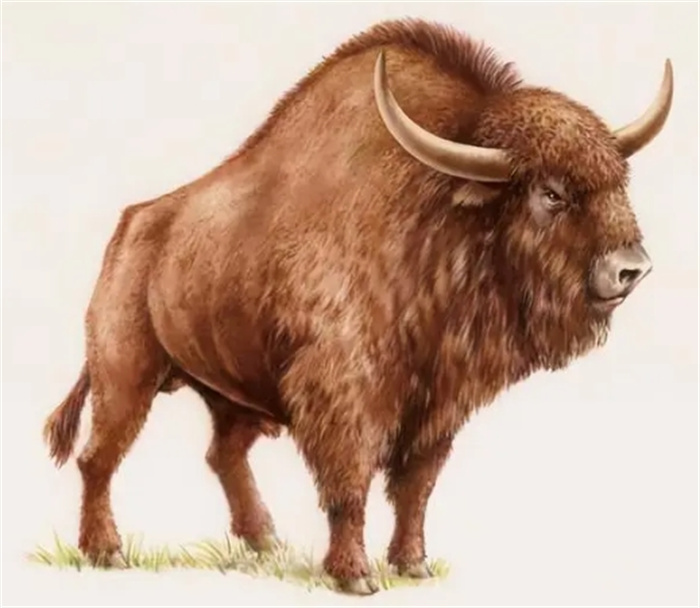 上古动物的肉什么味道？出于好奇，8位科学家吃了5万年前的野牛肉