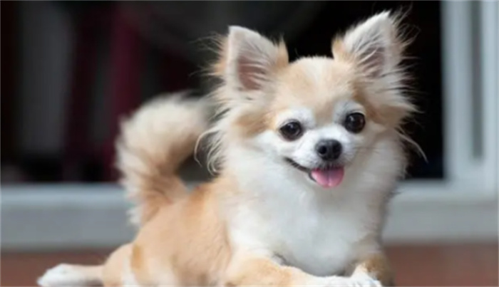 世界十大可爱小型犬排名  小巧玲珑萌翻众人