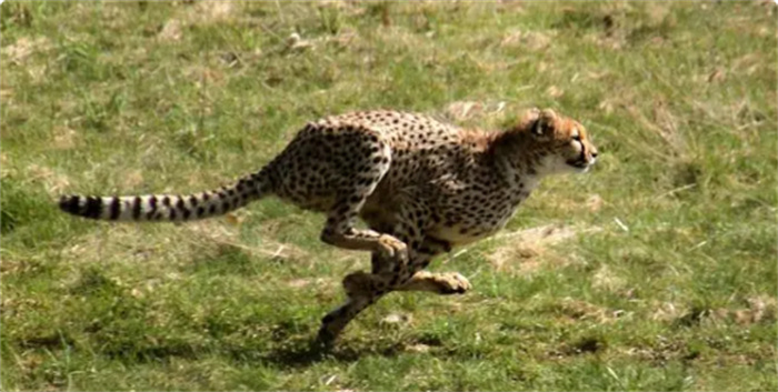 世界十大奔跑速度快的动物排名