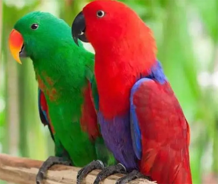 世界上十大最“健谈”的鸟类