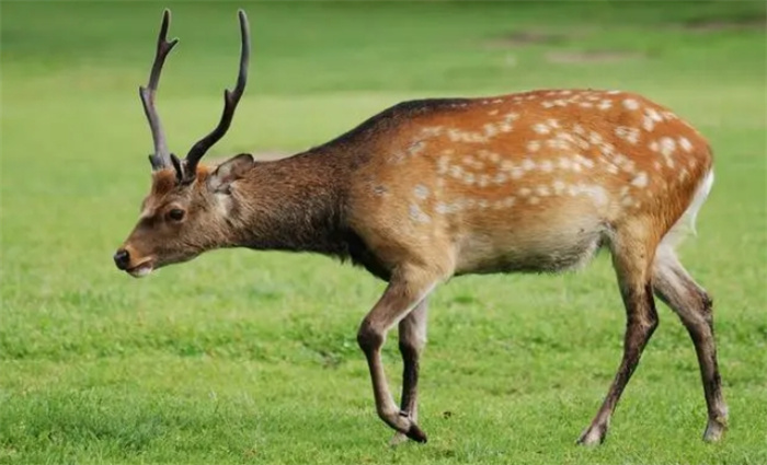 世界十大珍稀鹿科动物排名，哪种鹿最稀有？