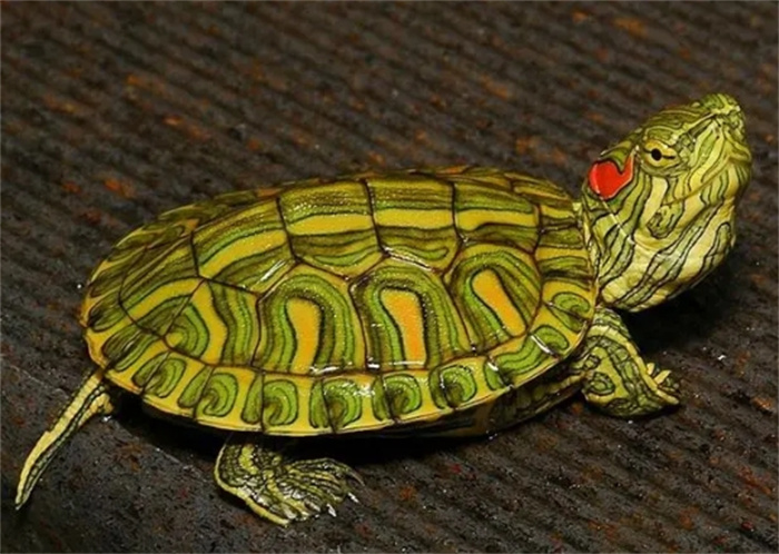 全球十大昂贵的乌龟，第一名堪称会移动的金锭