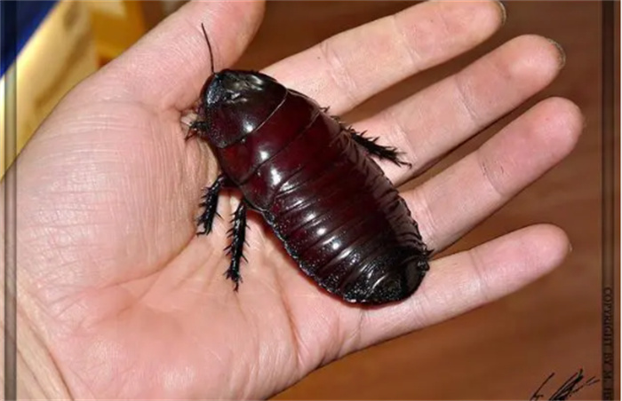 世界上十种体积最大的昆虫  昆虫中的巨人