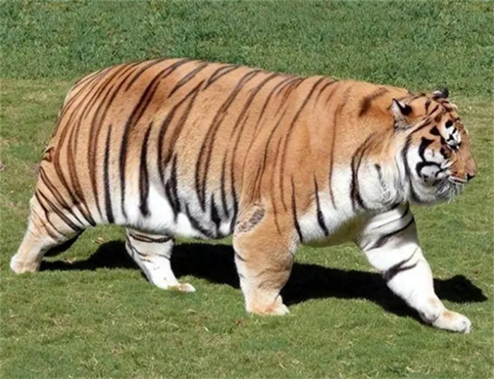 动物园里的老虎 为啥不能吃猪肉（喂养老虎）