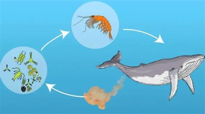 磷虾堪比地球生命的粮食，人类每年捕捞30万吨，会把磷虾吃光吗？