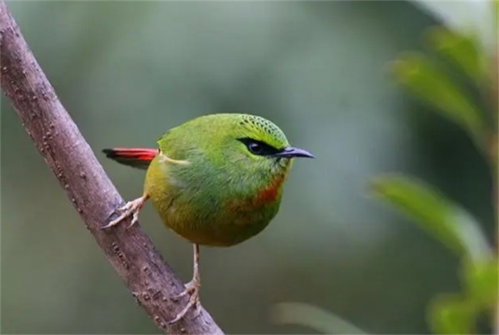 世界上十大绿色羽毛的鸟