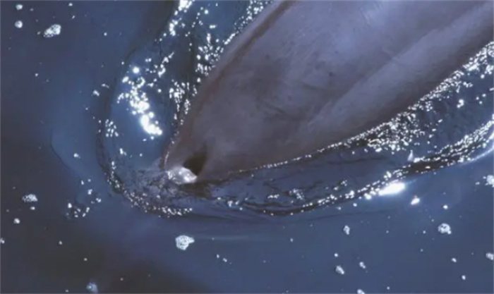 鲸鱼在野外是如何自然死亡的  是筋疲力尽淹死  还是平静的老死