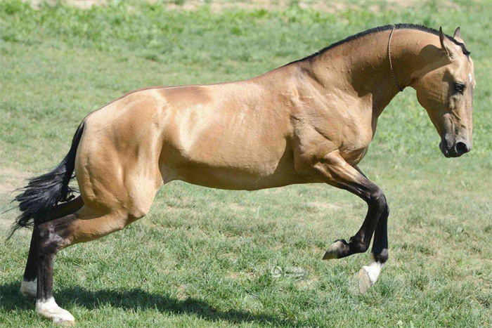世界上最贵的马 全球只有1000多只（汗血宝马）