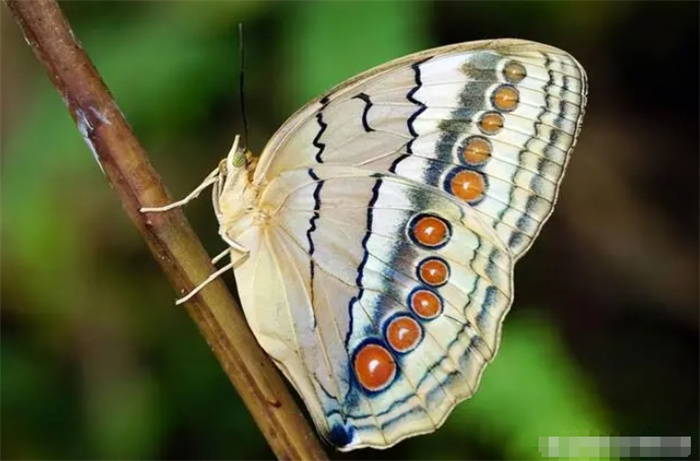 中国常见的十大蝴蝶种类