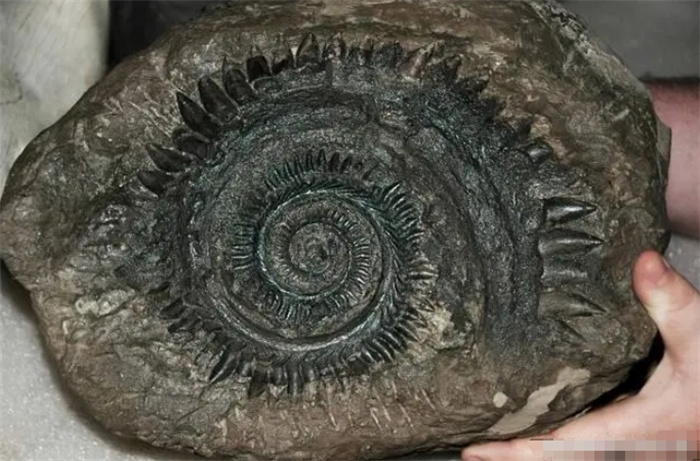 世界十大颌骨鱼化石